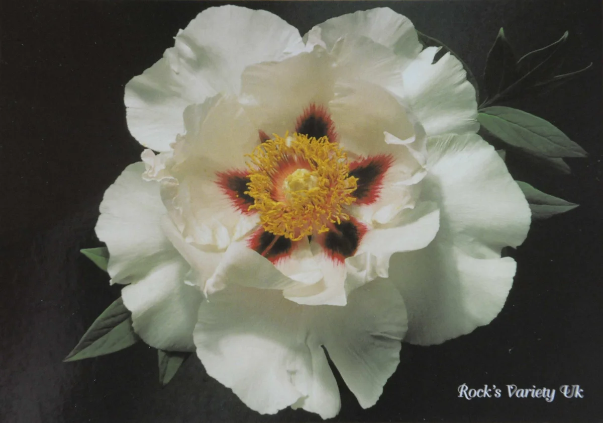 Carte Postale ‘ROCK’S VARIETY’ - Vins Rouges Harmonieux pour Chaque Occasion page
